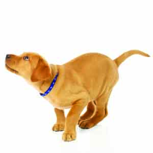 jumping pup-158786894-1