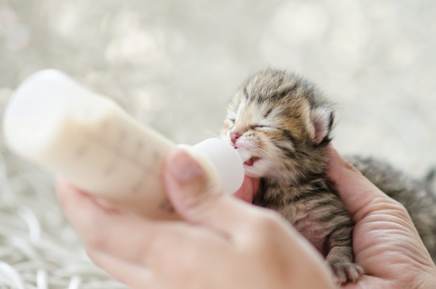 New ‘Wait Until 8’ program helps save kittens’ lives