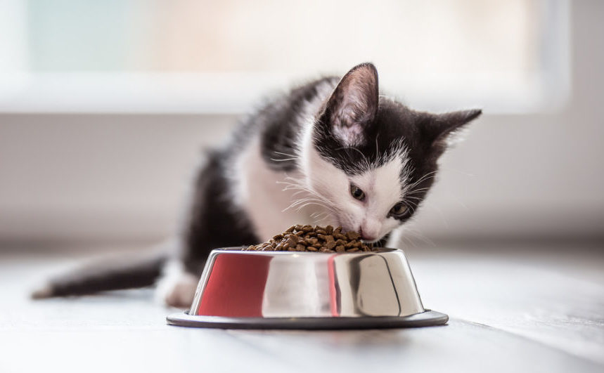 Dealing with digestive problems in cats