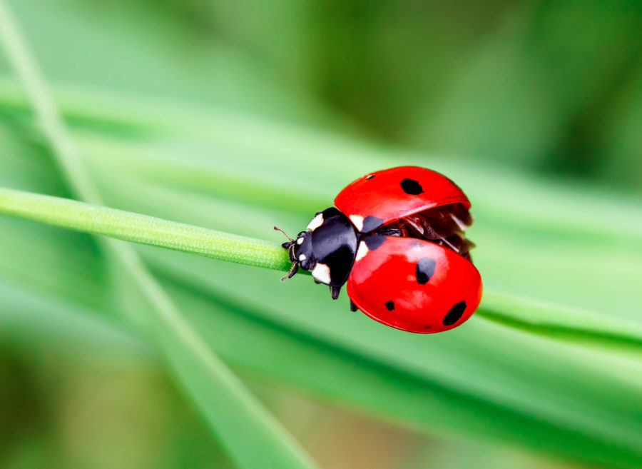 Beneficial insects for your garden