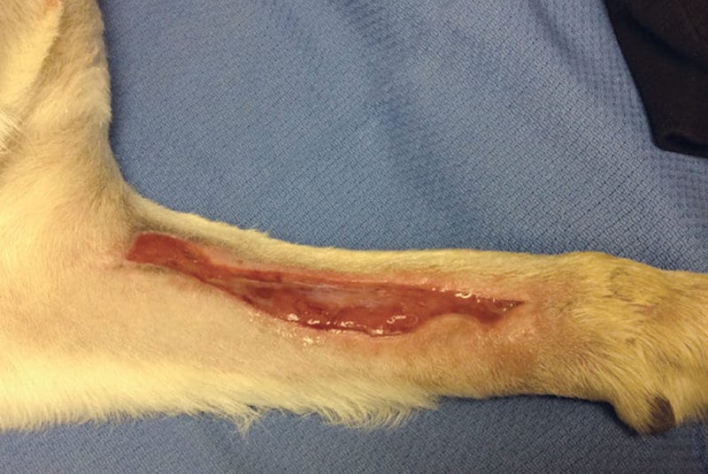 Laser therapy for a necrotizing wound