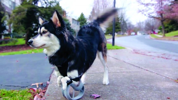 3-D printing technology for dogs