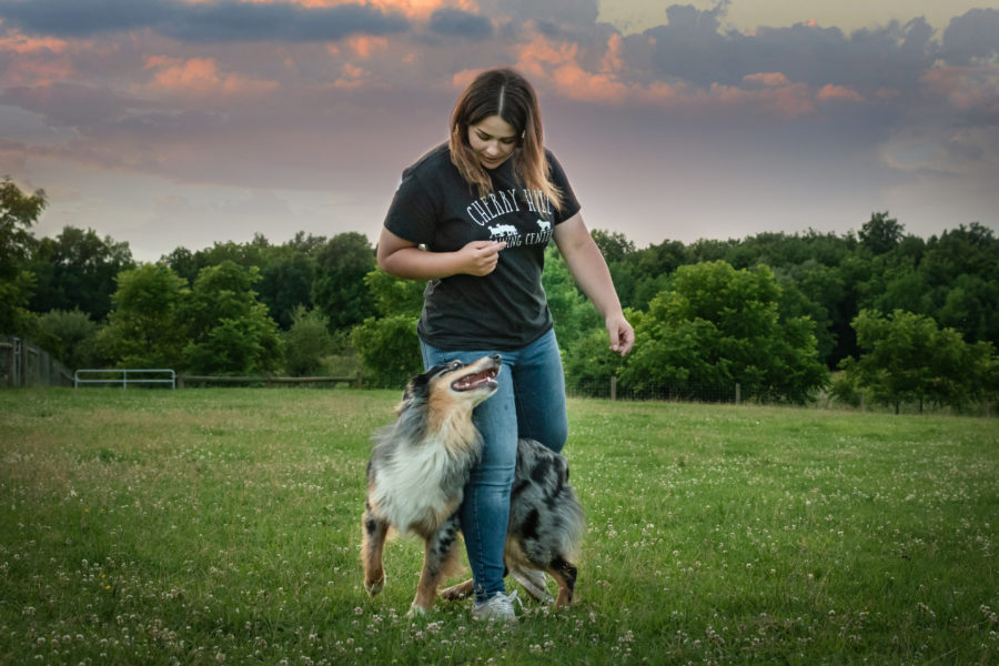 Can herding dogs thrive without livestock?