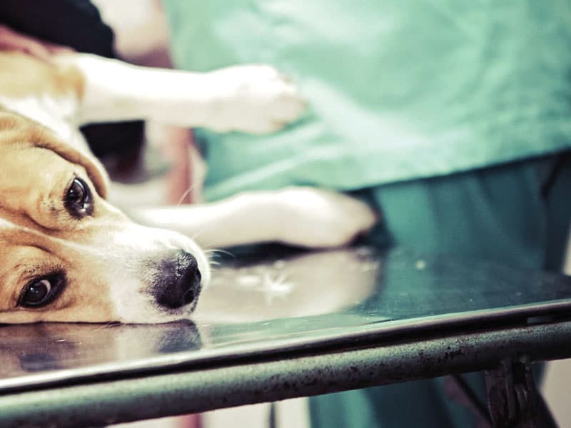 Treating canine lipomas