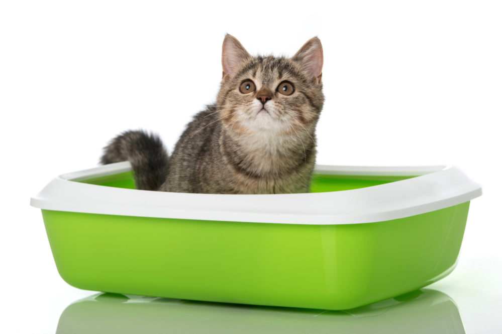 litter box options for your cat