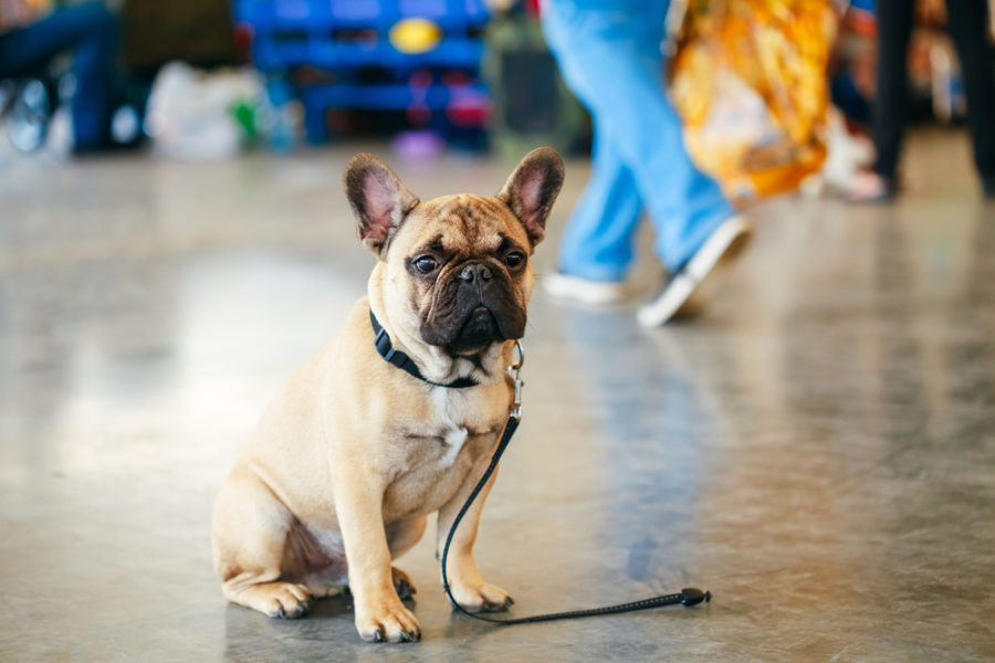 App for lost pets