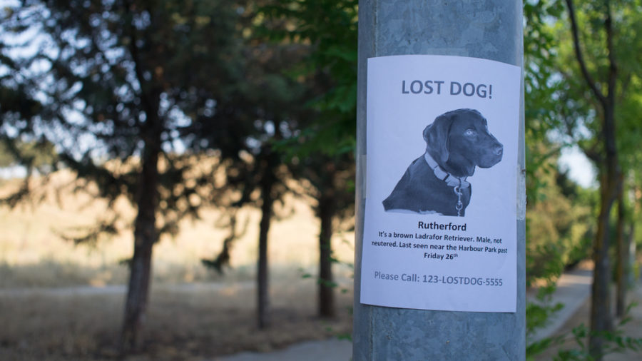 Finding missing dogs