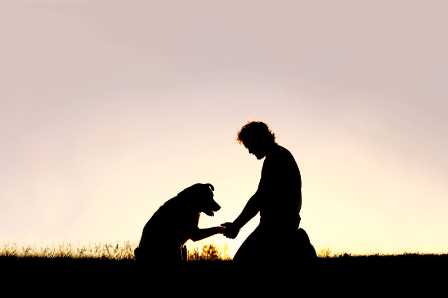 Prison program helps dogs and inmates