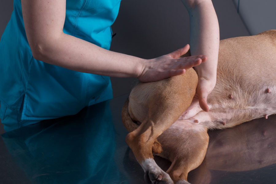 Understanding the benefits of massage for pets