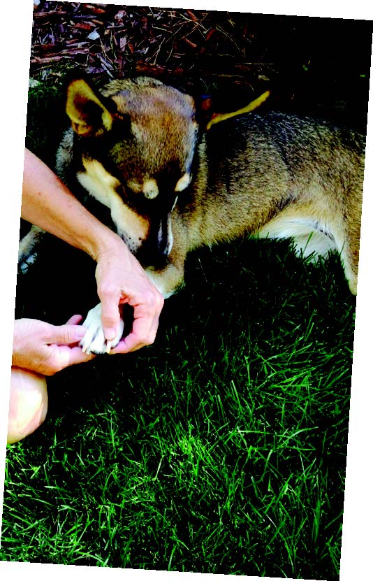 Massaging around the nail beds of all “four” paws. Remember: the missing paw exists energetically, so massage it as if it were there.