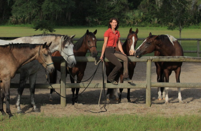 horse care industry standard