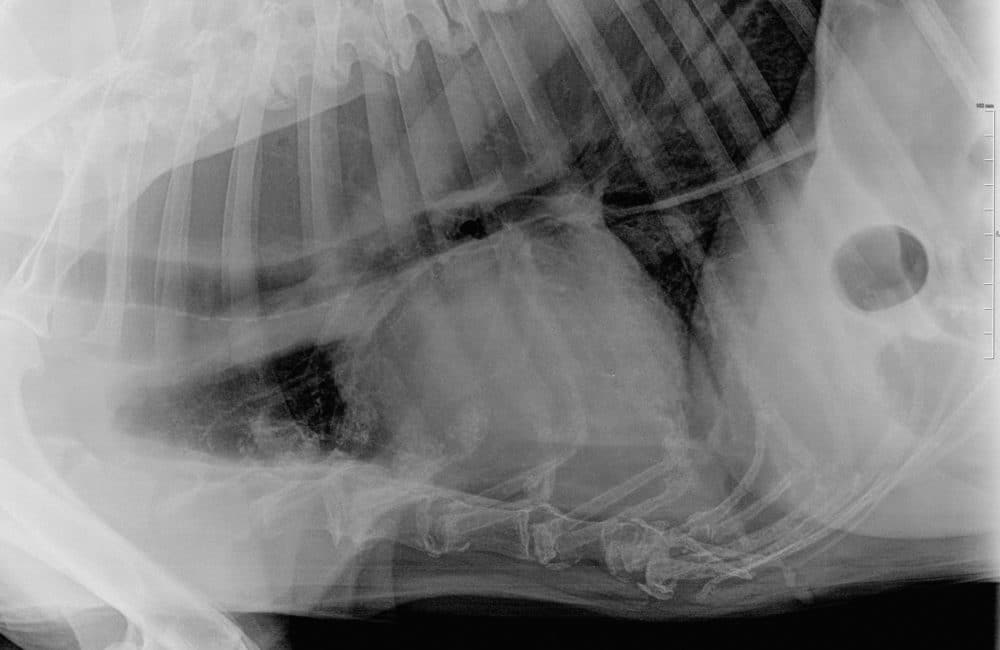 Integrative approaches to megaesophagus