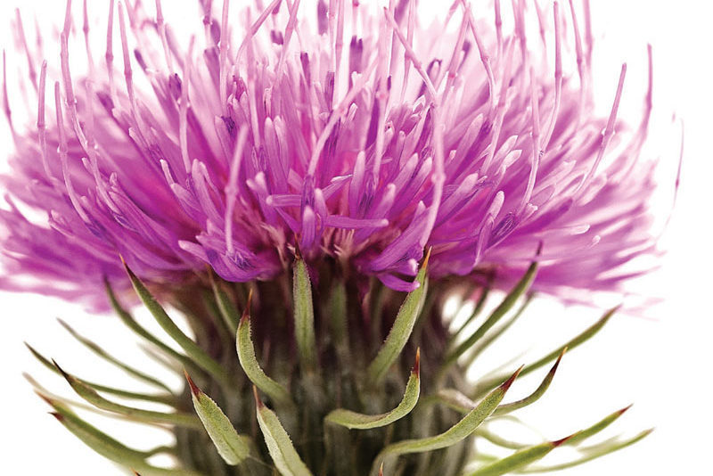 milk thistle