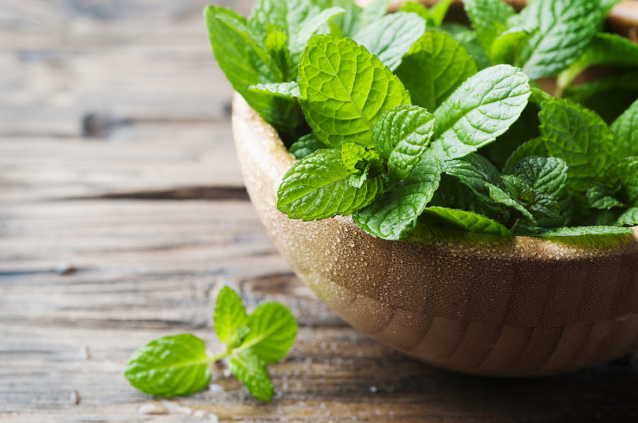 Mint – an herb you can share with your dog