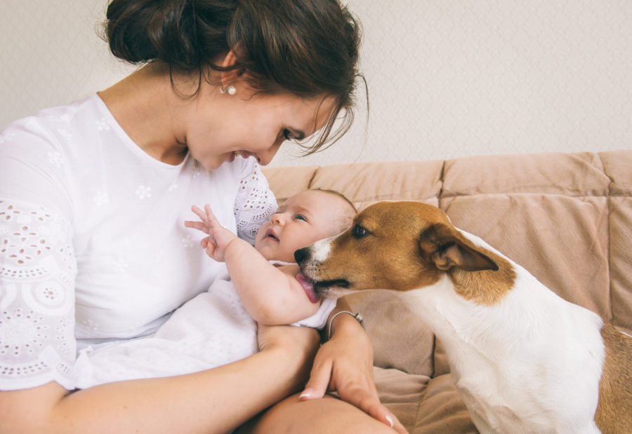 Preparing your dog for a new baby