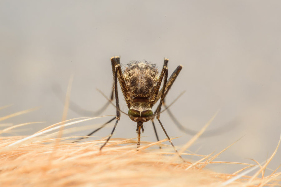 West Nile Virus in animals