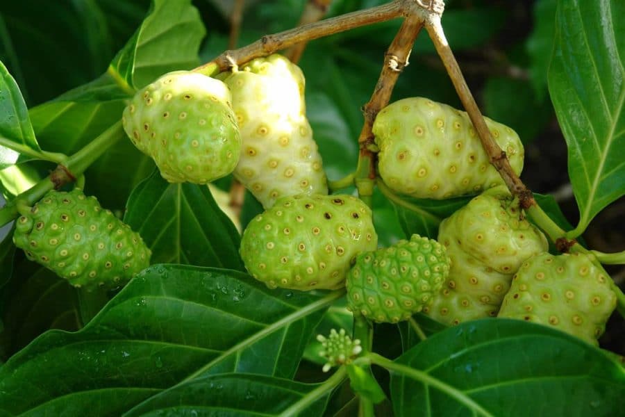 noni fruit