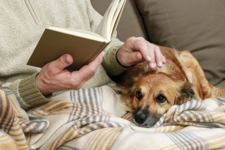 Considering hospice for your animals