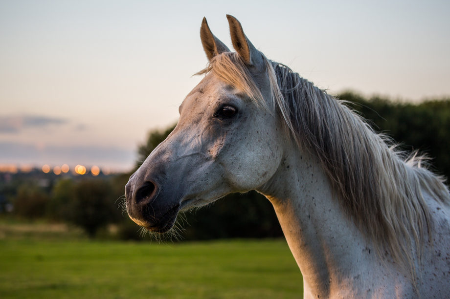 Nutraceuticals and the aging horse