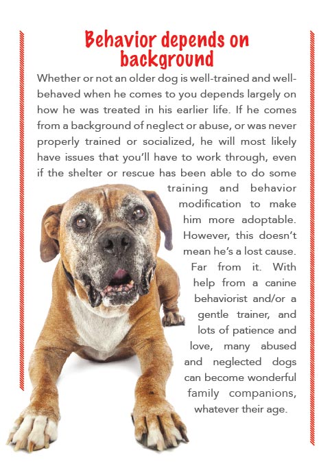 older dogs behaviour