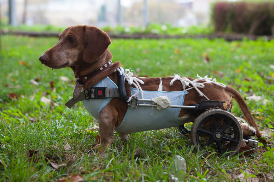 How to care for paralyzed animals