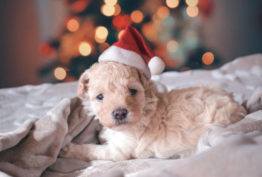 What to consider before getting a pet for the holidays