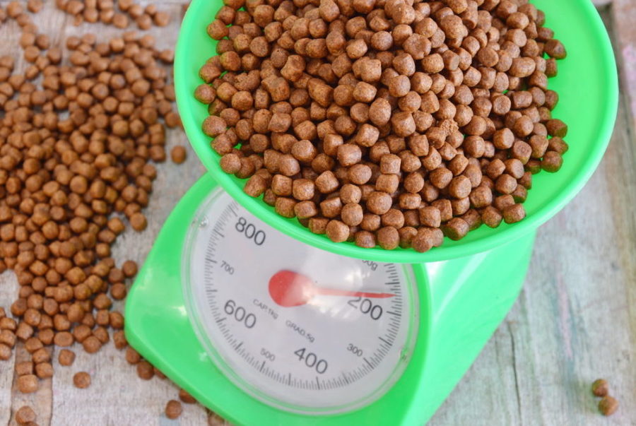 Tipping the scales: avoiding pet obesity