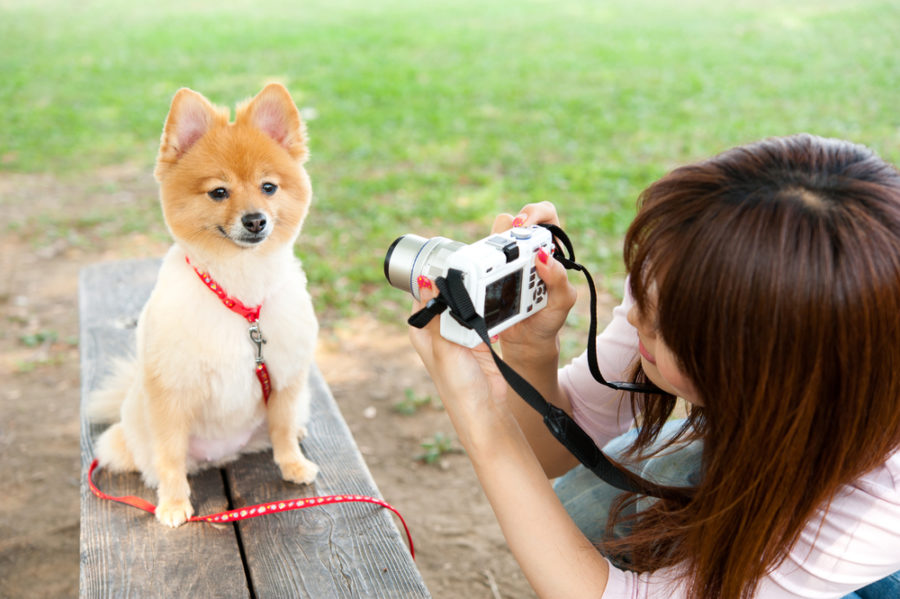 How to photograph your pets