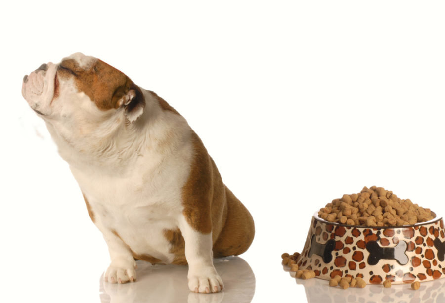 Important supplements for picky dogs