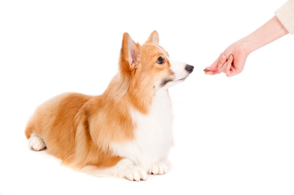 What to do for your picky dog