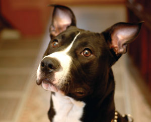 pitbull