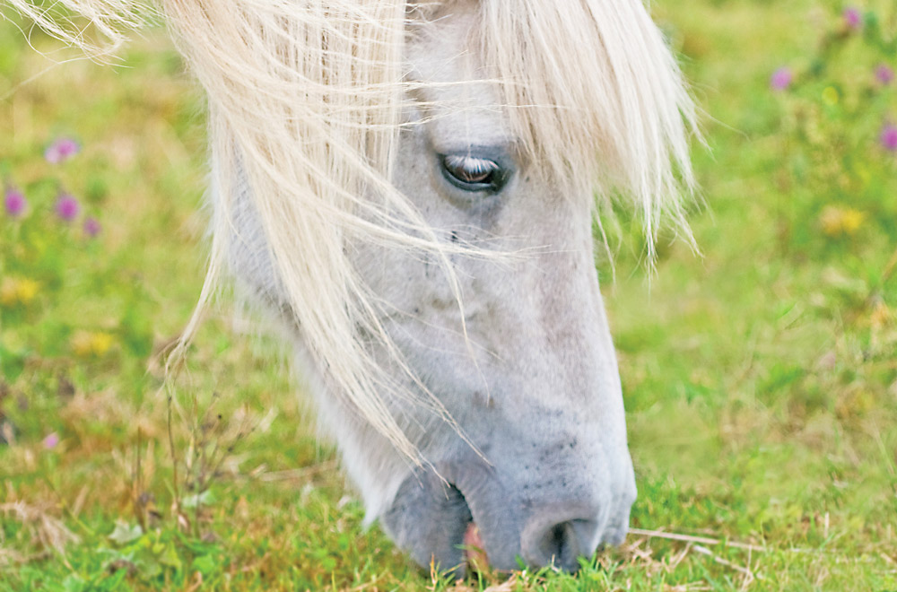 pony nutrition