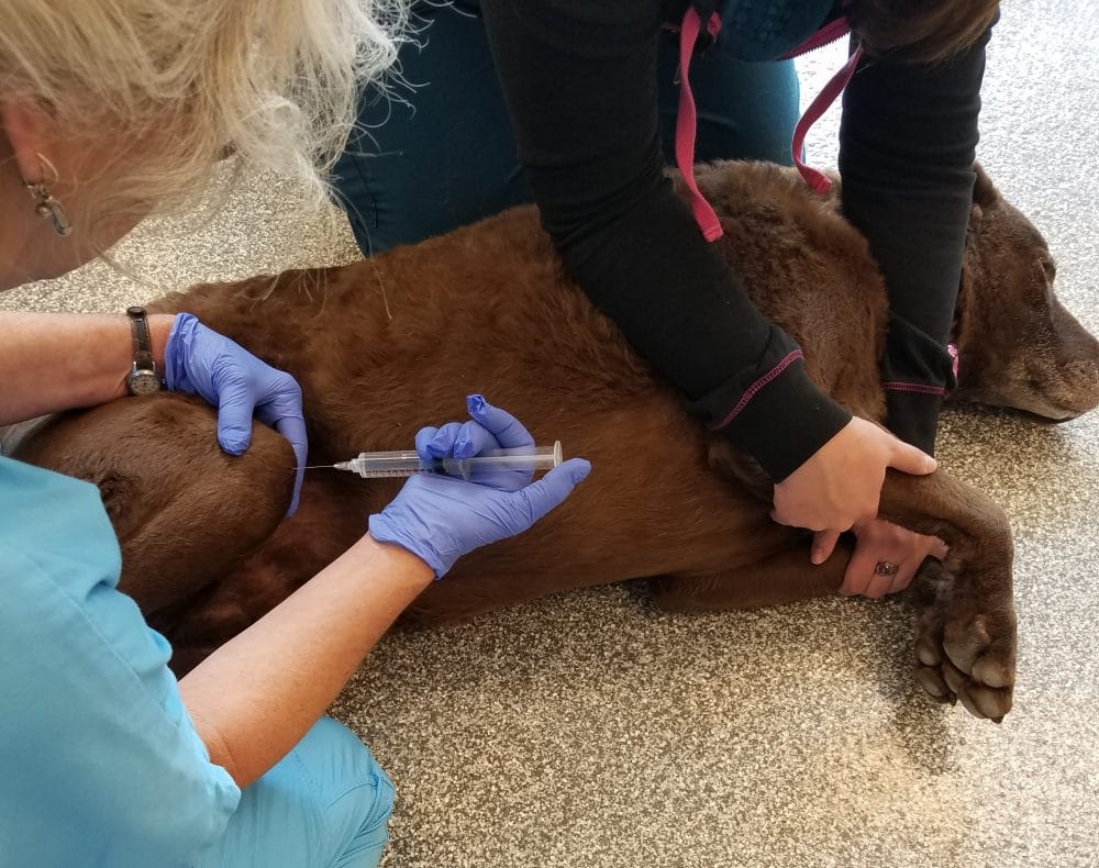 prolotherapy for seizures in dogs