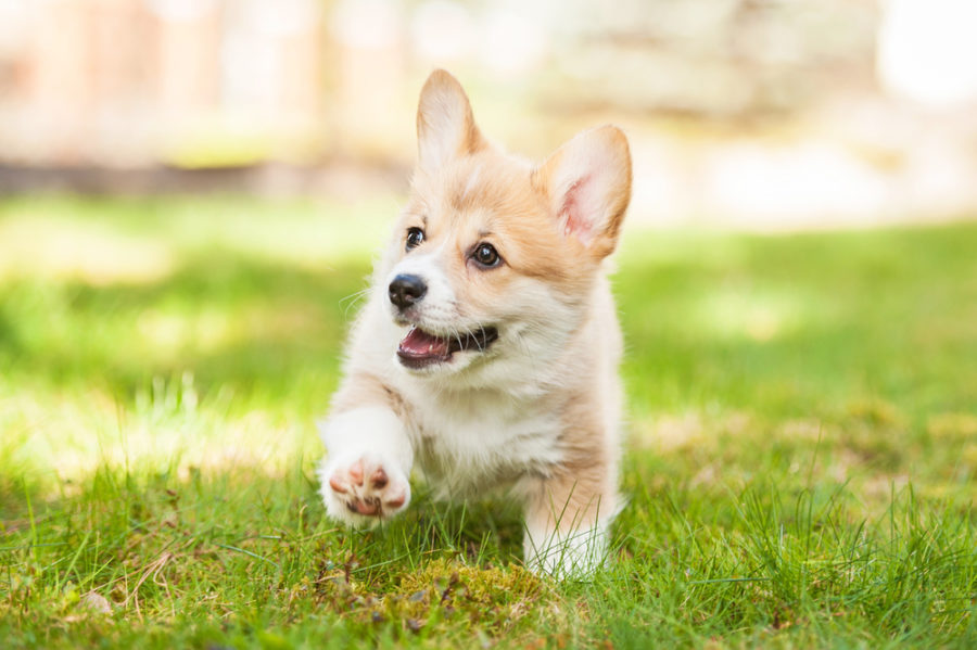 Preventing bone problems in dogs