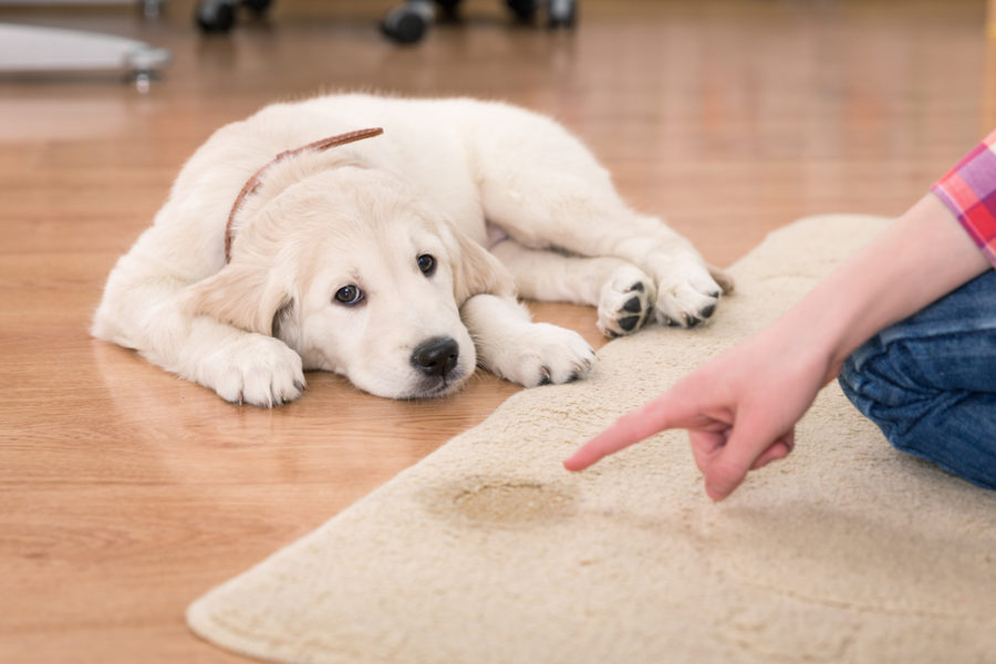 6 tips for successful dog housetraining