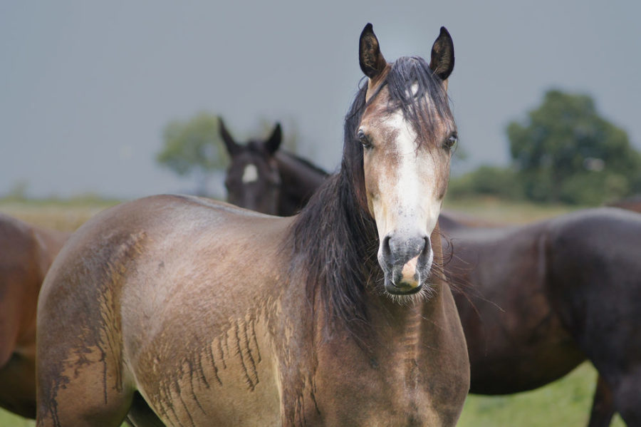 Disasters: are you and your horse ready?