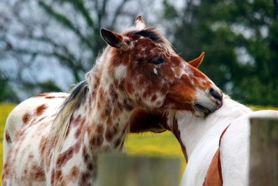 Rainhill Equine Facility