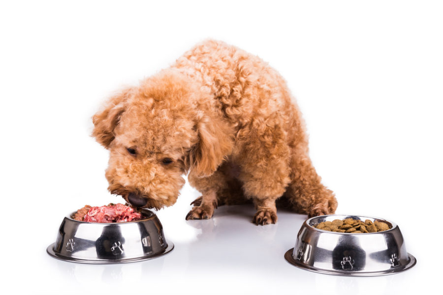 frozen raw diets for dogs