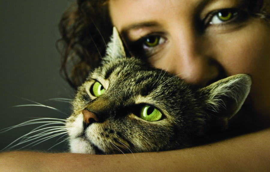 Helping more animal victims of domestic violence