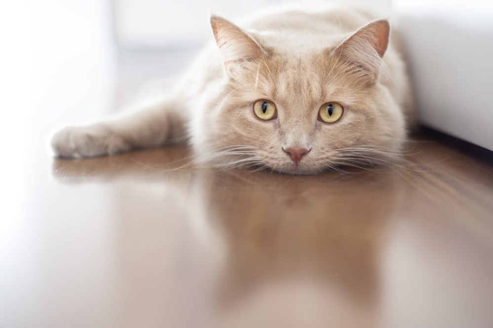 Is your cat grieving?