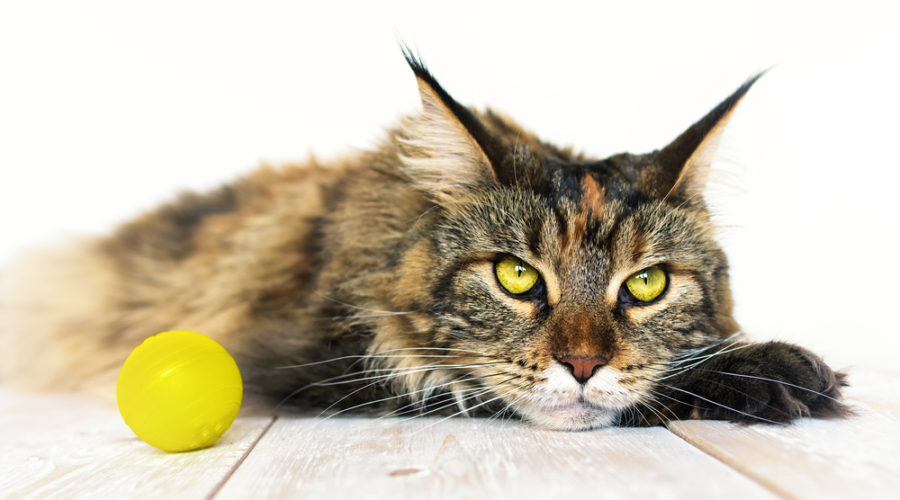 top health concerns in cats