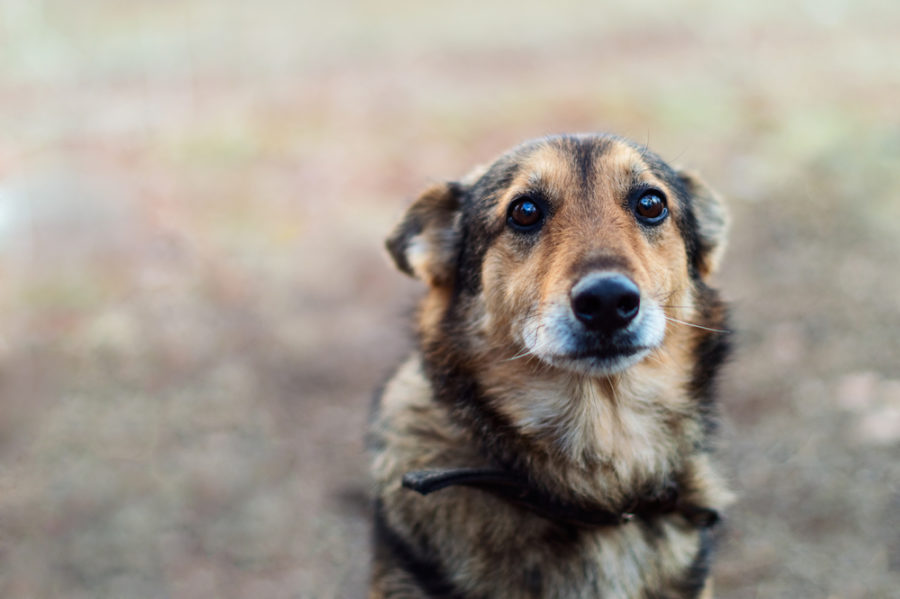 Flower essences for hypersensitive dogs