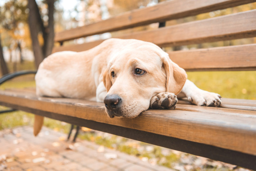 Mind-body connection in animals