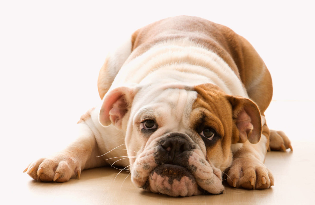 Cushings disease