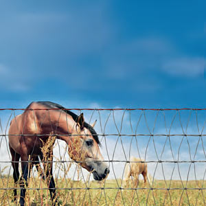 fencing