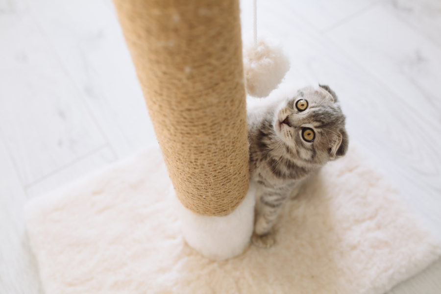 Scratching posts for cats