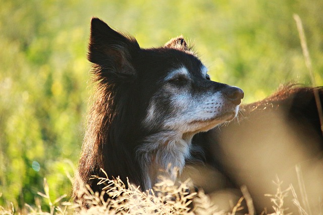 chiropractic care for your senior dog