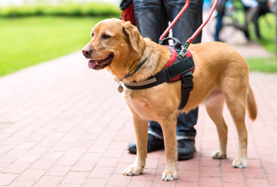 Behind-the-scenes with a service dog trainer