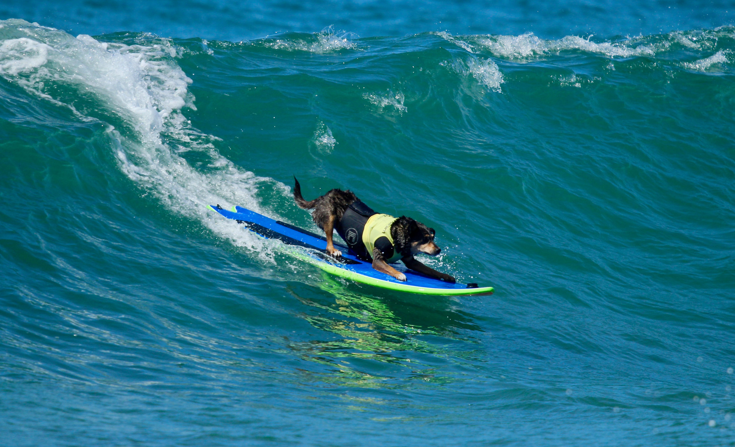 surfing with dogs