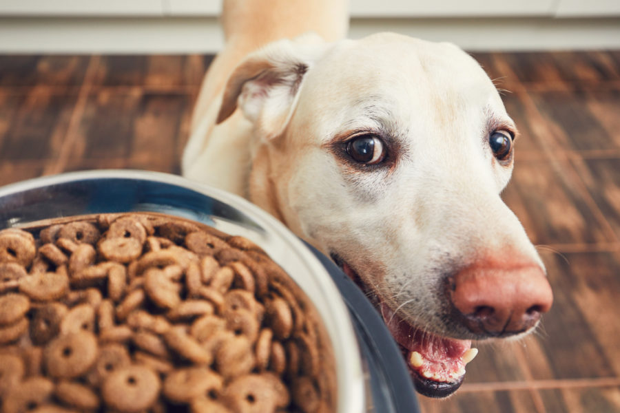 Answering some key questions about nutrition for dogs and cats